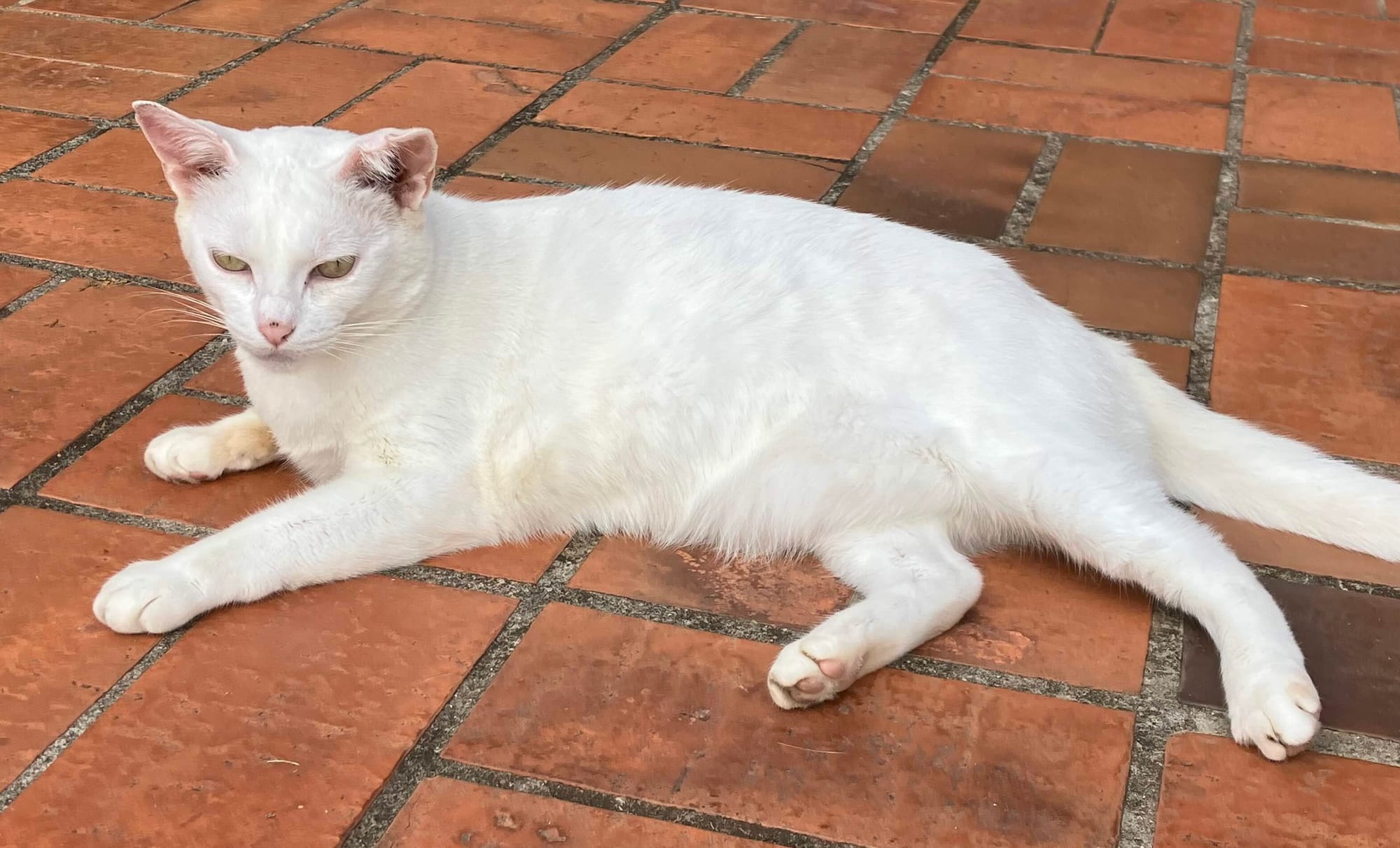 Delegating Attention