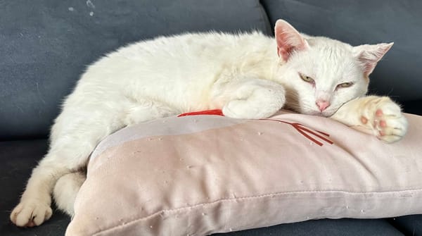 Navigating AI in 2026