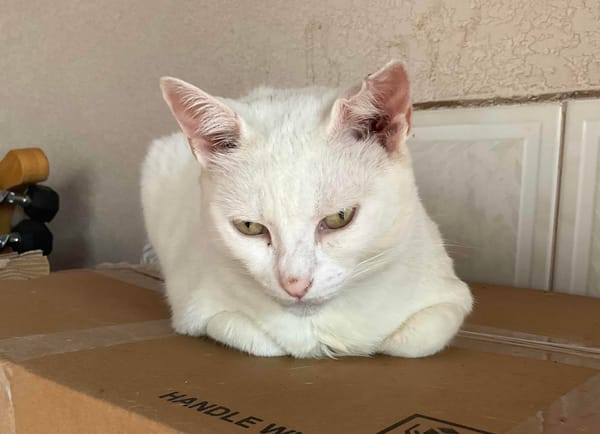 Dopamine as energy allocation